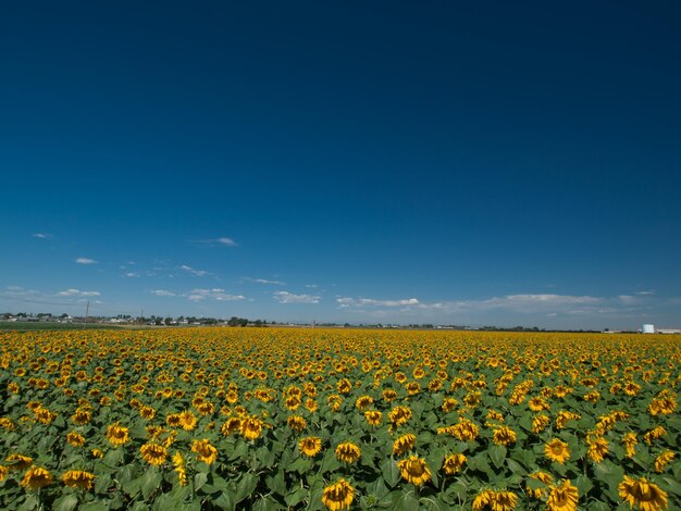 Sunflower field in Colorado.