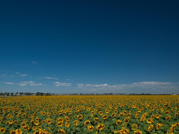 Sunflower field in Colorado.