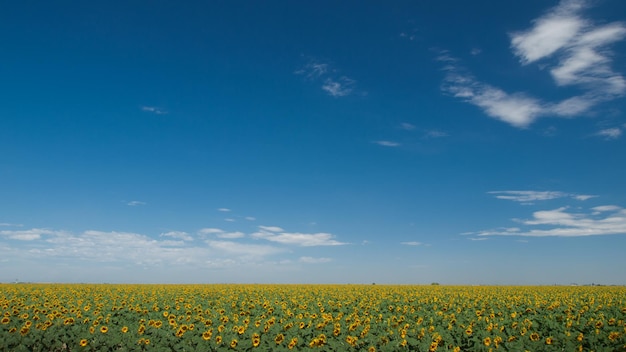 Sunflower field in Colorado.