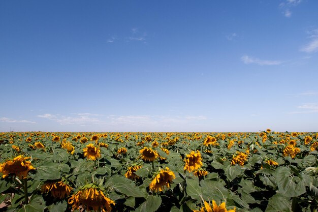 Sunflower field in Colorado.