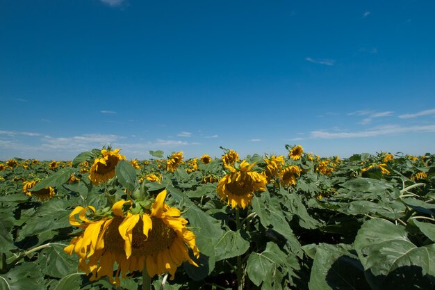 Sunflower field in Colorado.