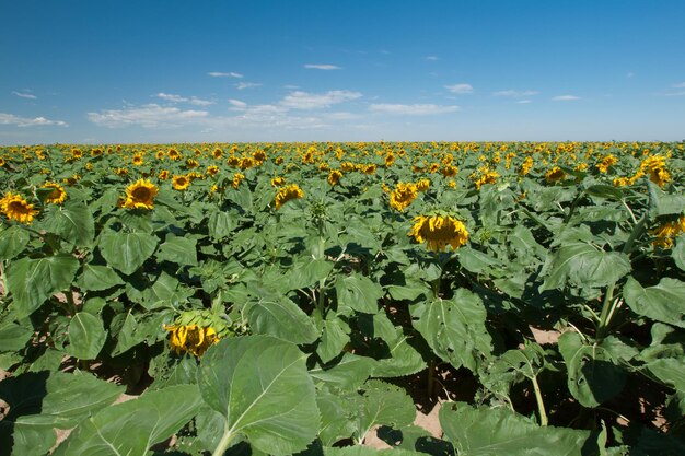 Sunflower field in Colorado.