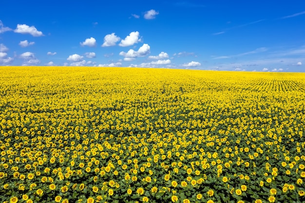 Photo sunflower field to horizon blue sky aerial view.