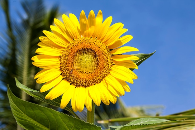 Sunflower field landscape on blue backgground