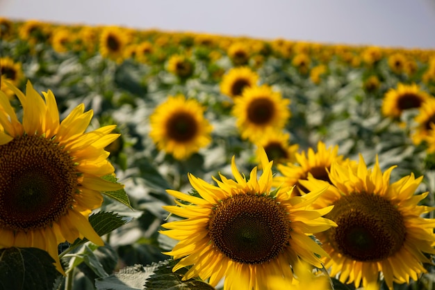 Sunflower field landscape close up. High quality photo