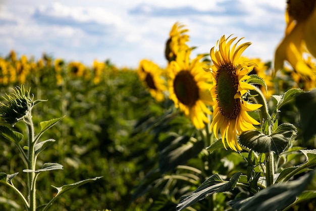 Sunflower field landscape close up.