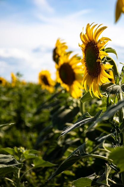 Primo piano del paesaggio del campo di girasole.