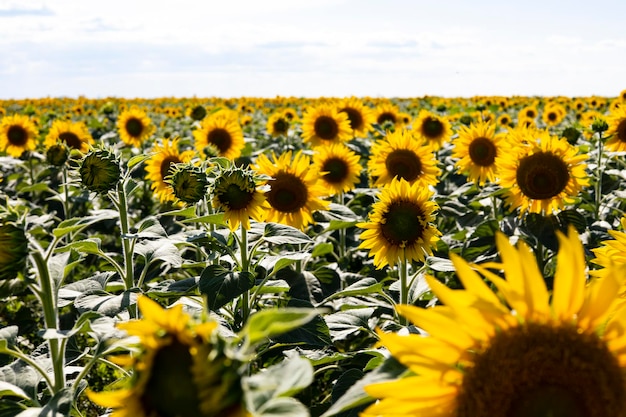 Sunflower field landscape close up