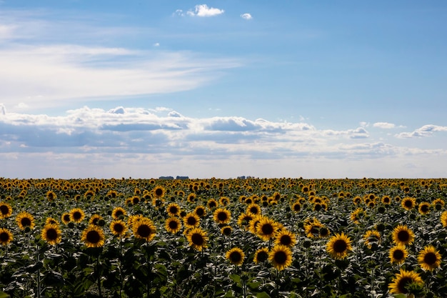 Sunflower field landscape close up