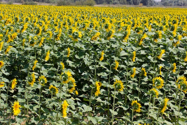 Paesaggio del campo di girasole in estate