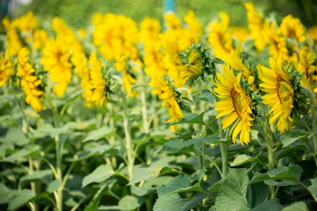 Foto paesaggio del giacimento del girasole in tailandia