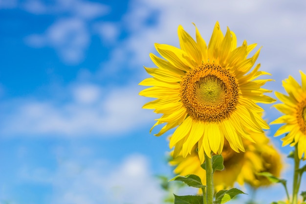 Sunflower field landscape with blur background