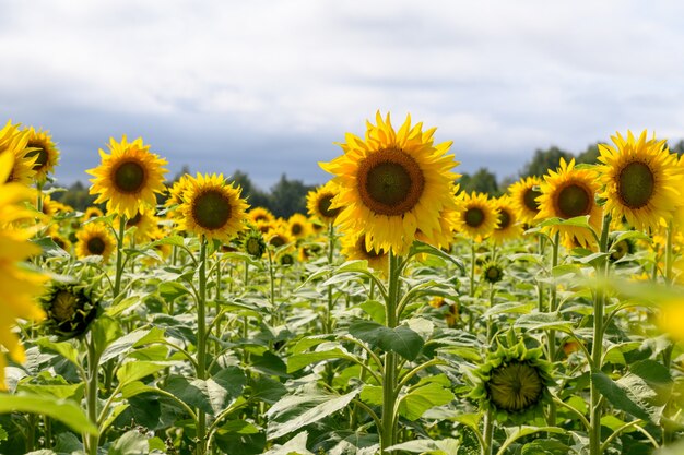 Panorama di campo di girasoli