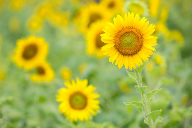 Sunflower field landscape