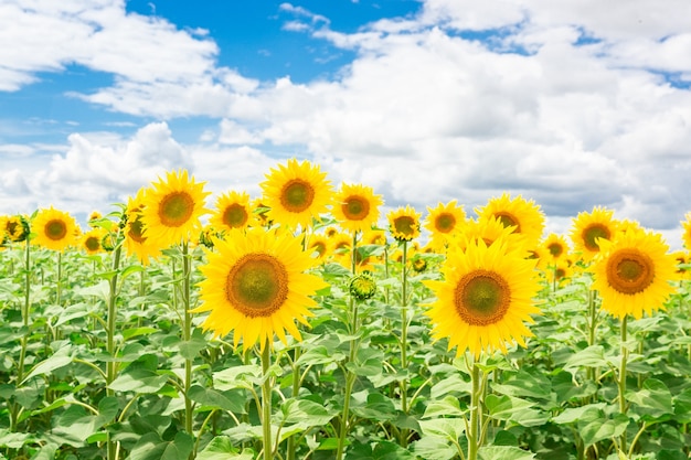 Sunflower field landscape