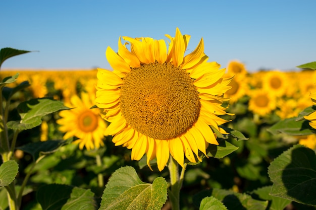 Sunflower field landscape