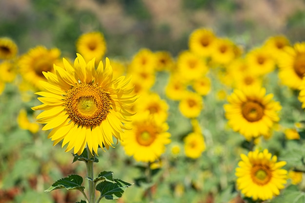 Sunflower field nature background, blooming sunflowers close-up