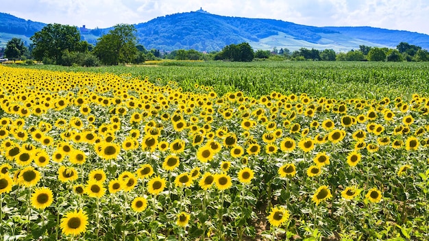 Sunflower field near vosges mountains