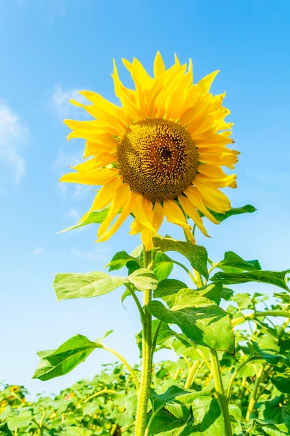 Sunflower in the field opposite blue sky in sunny summer day