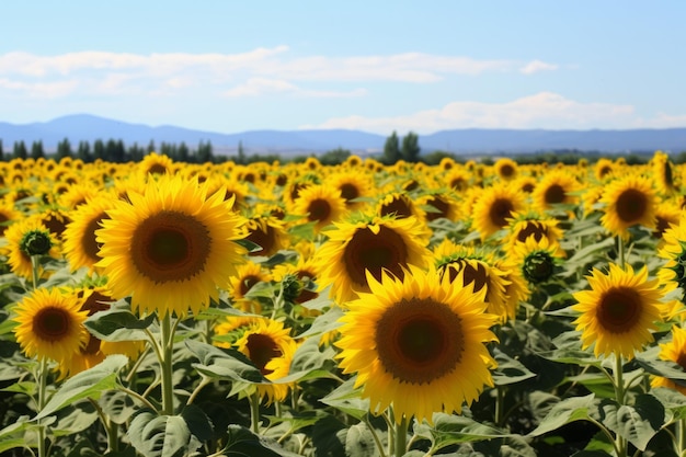 Sunflower field summer organic nature generate ai