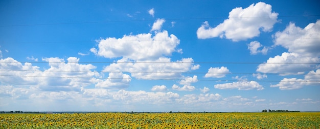 青い空を背景に夏の晴れた日にひまわり畑。ひまわり植物油の生産