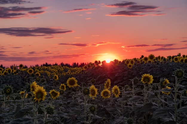 Foto campo di girasoli in estate al tramonto