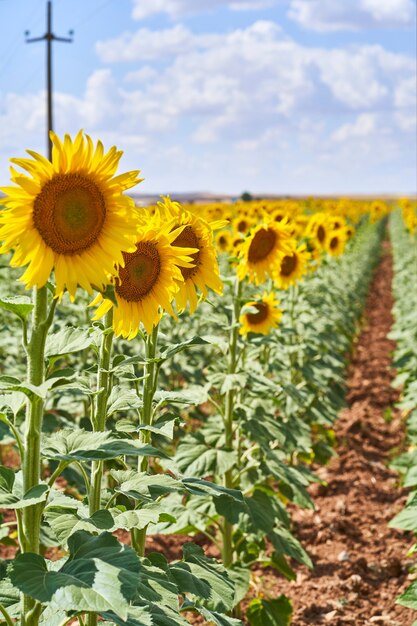 Sunflower field in summer