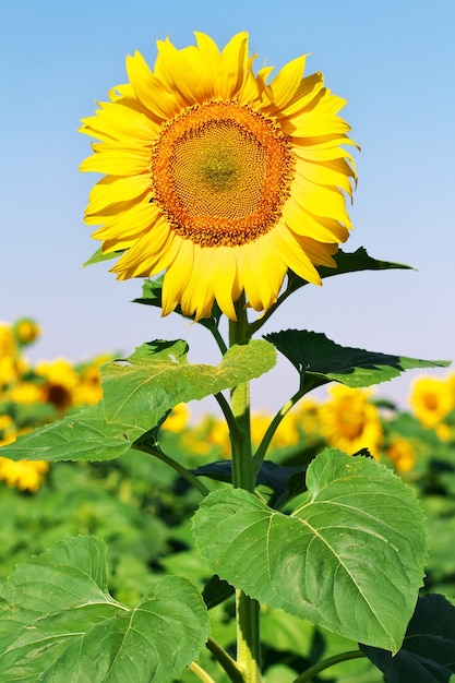 夏の野原にひまわり