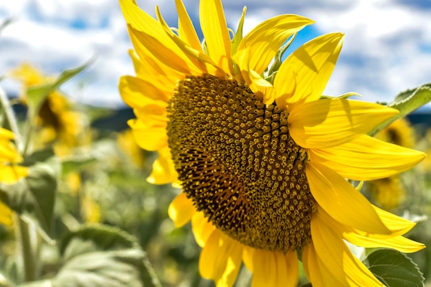 sunflower field in the summer