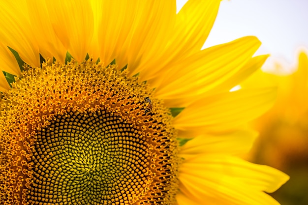 Sunflower on field of sunflowers with the bee