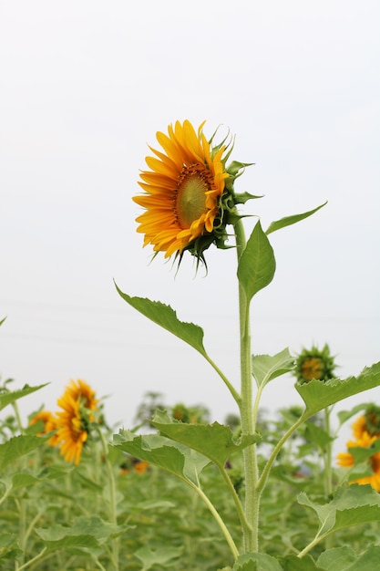 Photo a sunflower in a field of sunflowers