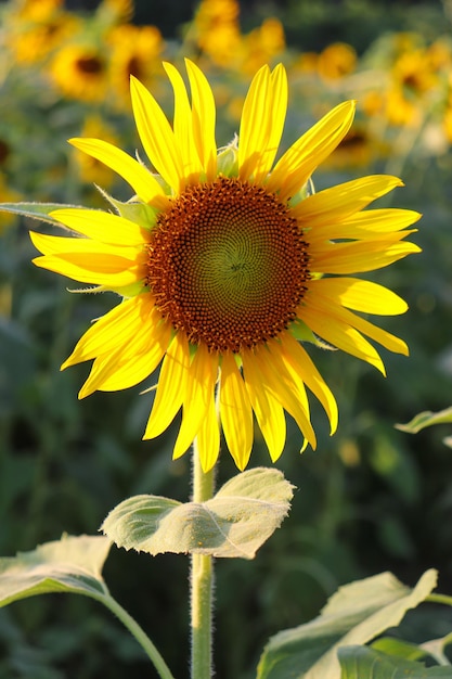 A sunflower in a field of sunflowers