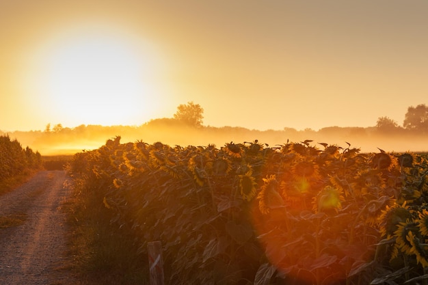 Sunflower field at sunrise along the Chemin du Puy French route of the Way of St James