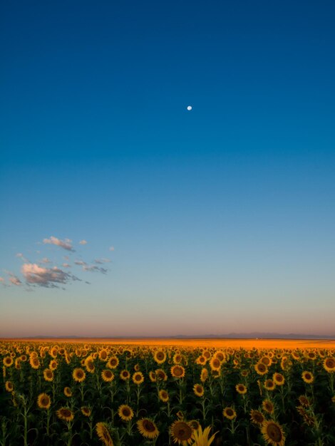 Sunflower field at Sunrise in Colorado.