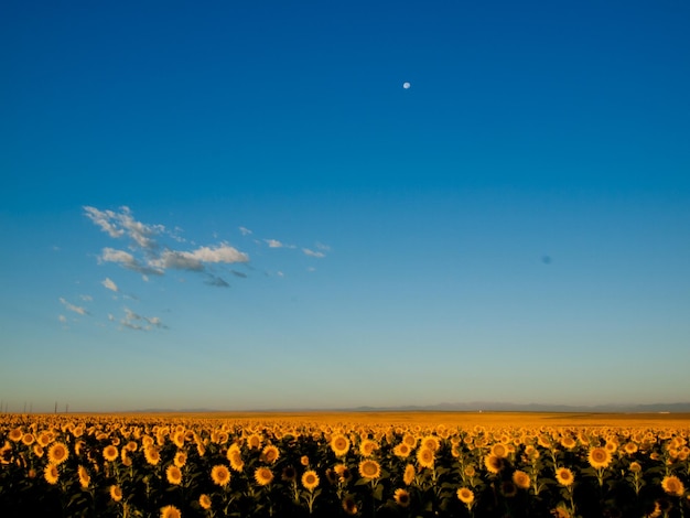 Sunflower field at Sunrise in Colorado.