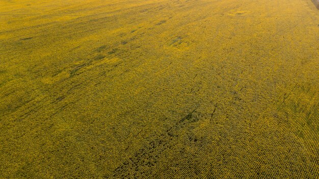 A sunflower field at sunrise