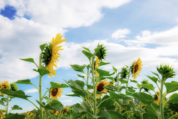 Sunflower on field at sunrise.