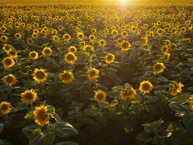 Sunflower field at sunset in Colorado.