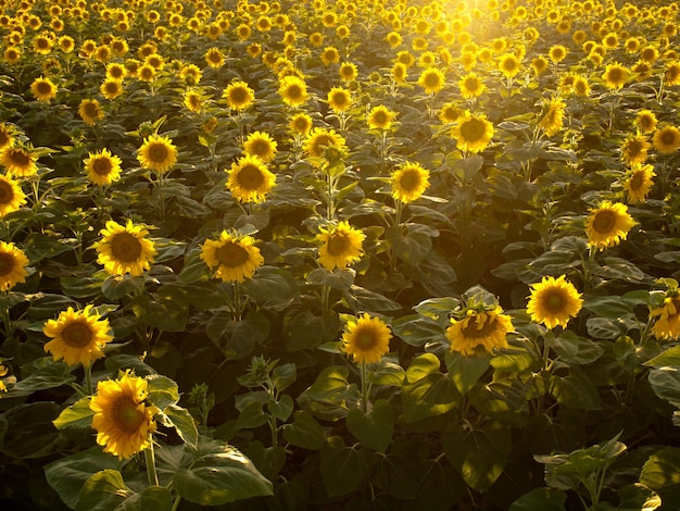 Sunflower field at sunset in Colorado.