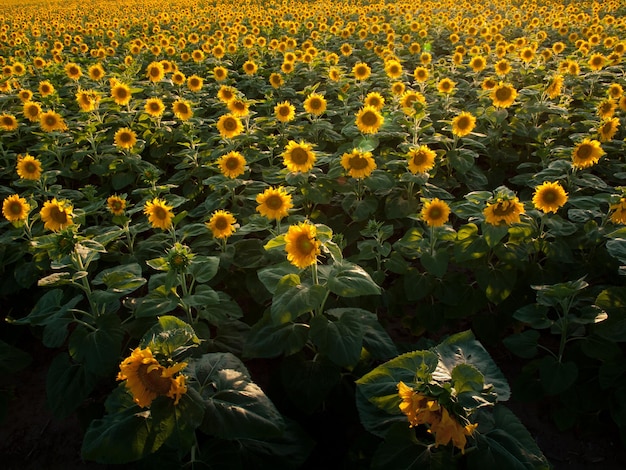 Sunflower field at sunset in Colorado.