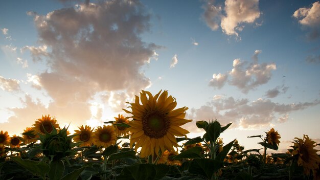 Sunflower field at sunset in Colorado.