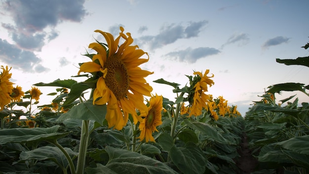 Sunflower field at sunset in Colorado.