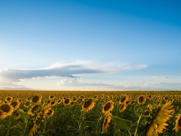 Sunflower field at sunset in Colorado.