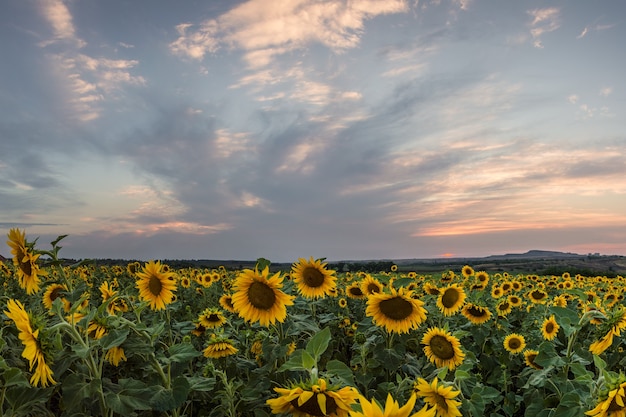 Campo di girasole sul tramonto