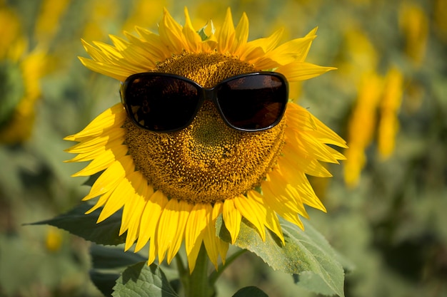 Sunflower field, Trakya / Turkey. Nature agriculture view.