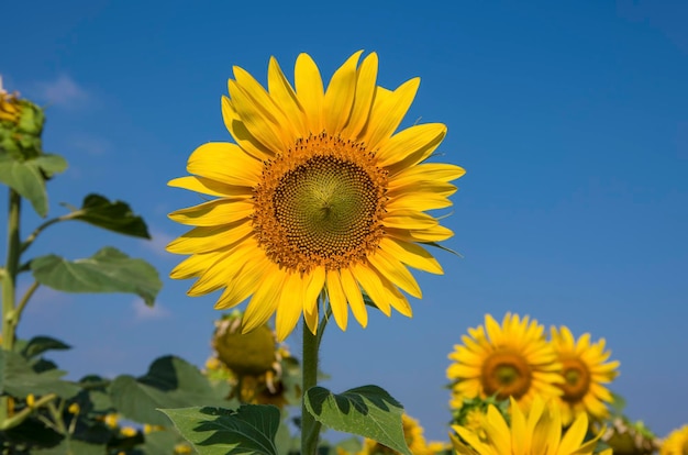 Sunflower field, Trakya / Turkey. Nature agriculture view.