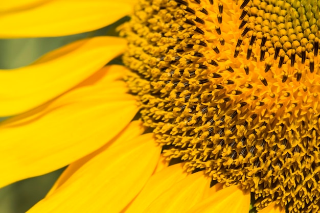 Sunflower field, Trakya / Turkey. Nature agriculture view.