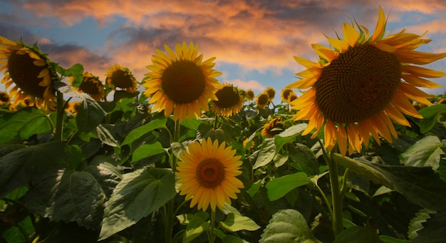 Sunflower field and various times