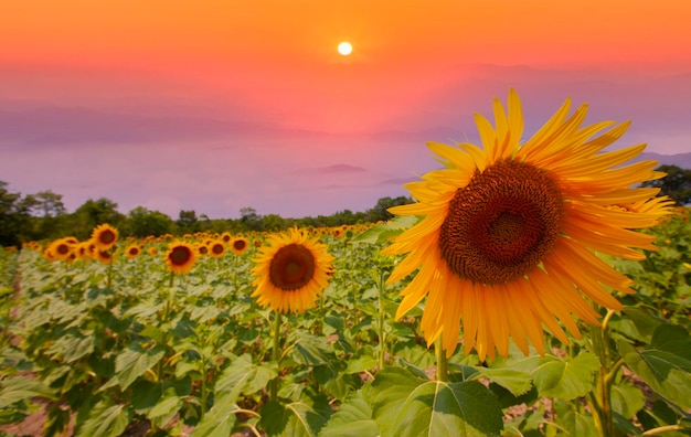 Sunflower field and various times