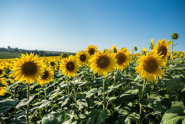 Sunflower field with beautiful yellow flowers on it close up